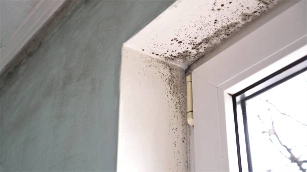 Why You Should Choose Our Mold Remediation Services in West Modesto, CA